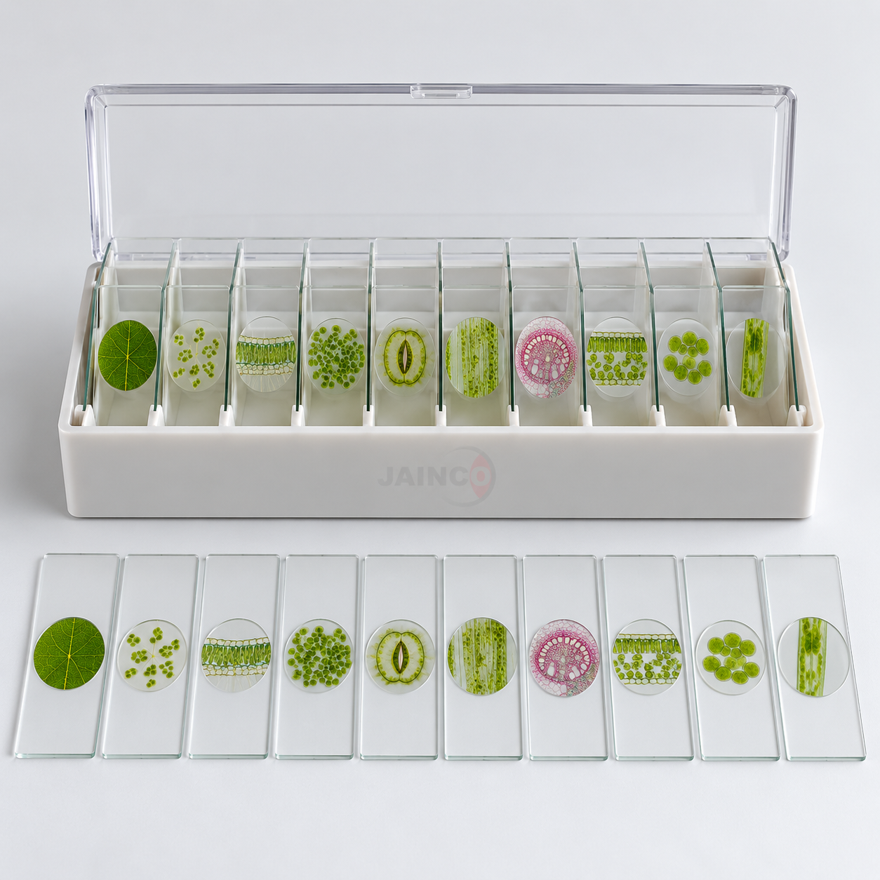 Microslide Photosynthesis